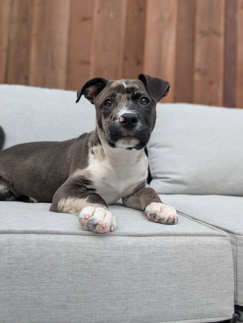 Louie, an adoptable Pit Bull Terrier in Sunnyvale, CA