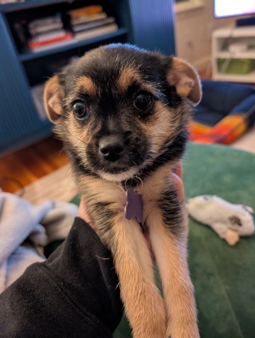 Jellybean, an adoptable Pug in Sunnyvale, CA