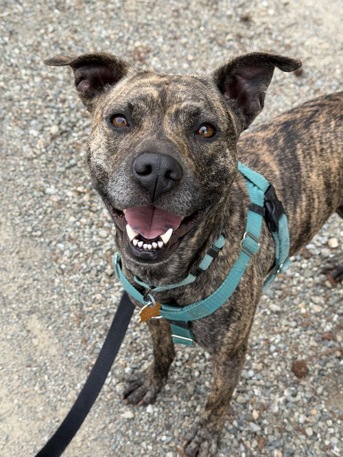 Pixie, an adoptable Pit Bull Terrier in Sunnyvale, CA