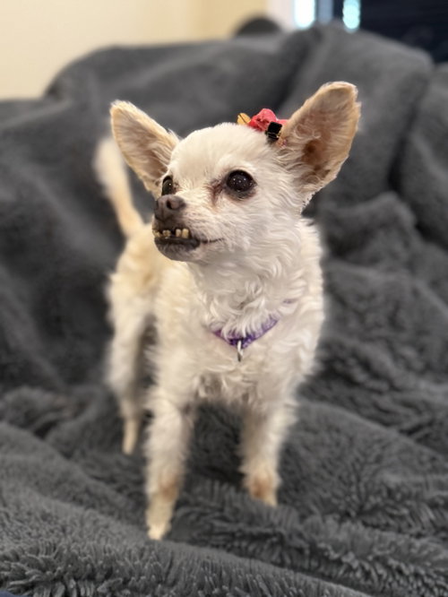 Sophie, an adoptable Chihuahua in Sunnyvale, CA