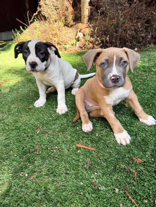 Comet, an adoptable Pit Bull Terrier in Sunnyvale, CA