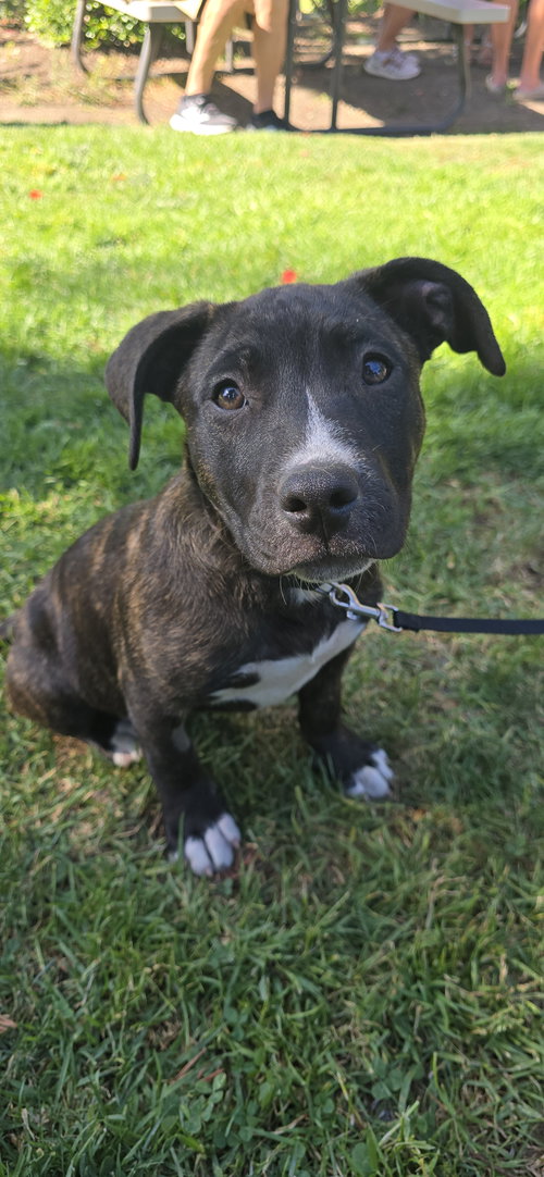 Nova
