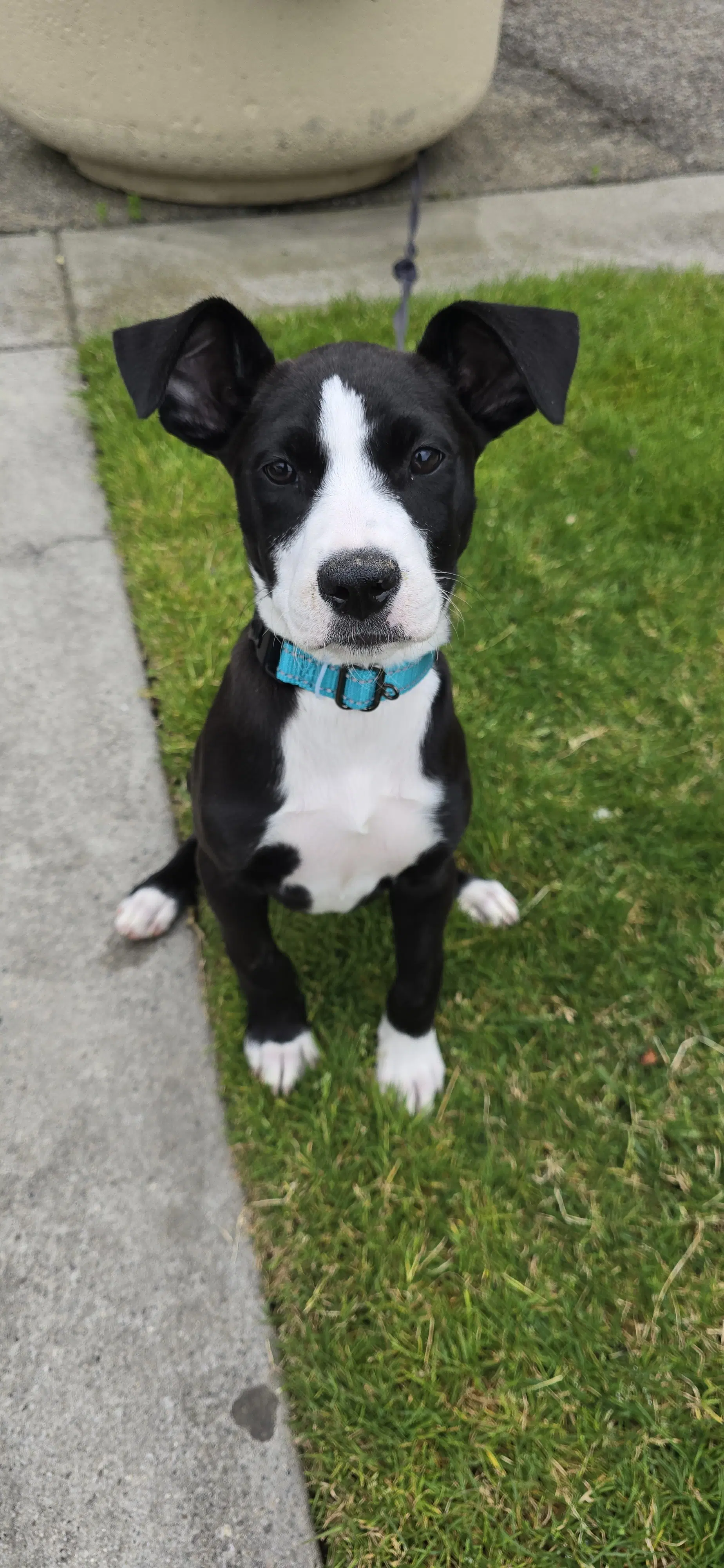 Polly - Border Collie
