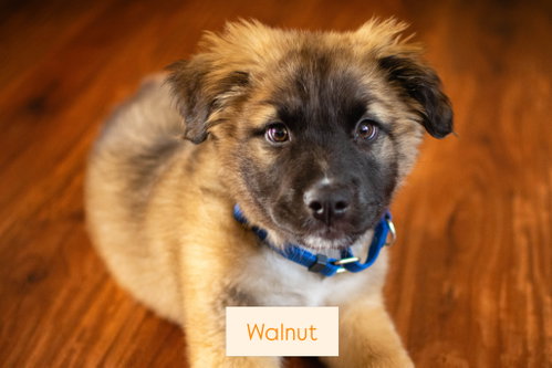 Walnut