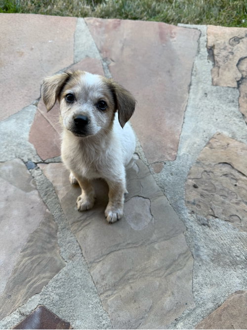 Lea, an adoptable Lhasa Apso in Sunnyvale, CA