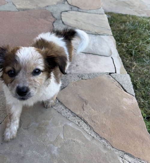 Pua, an adoptable Lhasa Apso in Sunnyvale, CA