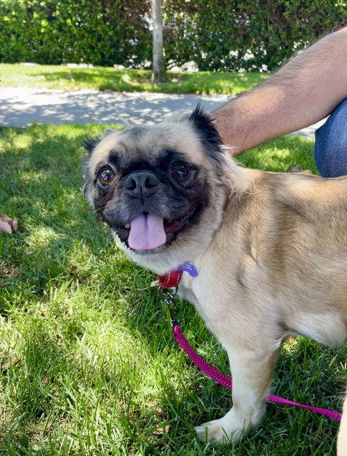 Esmeralda, an adoptable Pug in Sunnyvale, CA