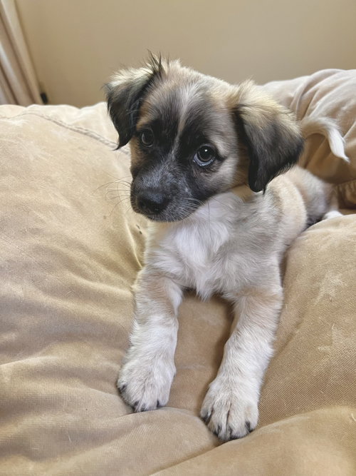 Elle, an adoptable Lhasa Apso in Sunnyvale, CA