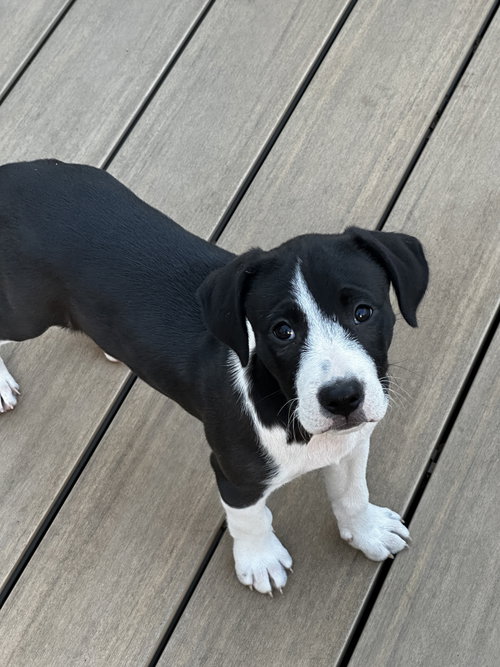 Rueben