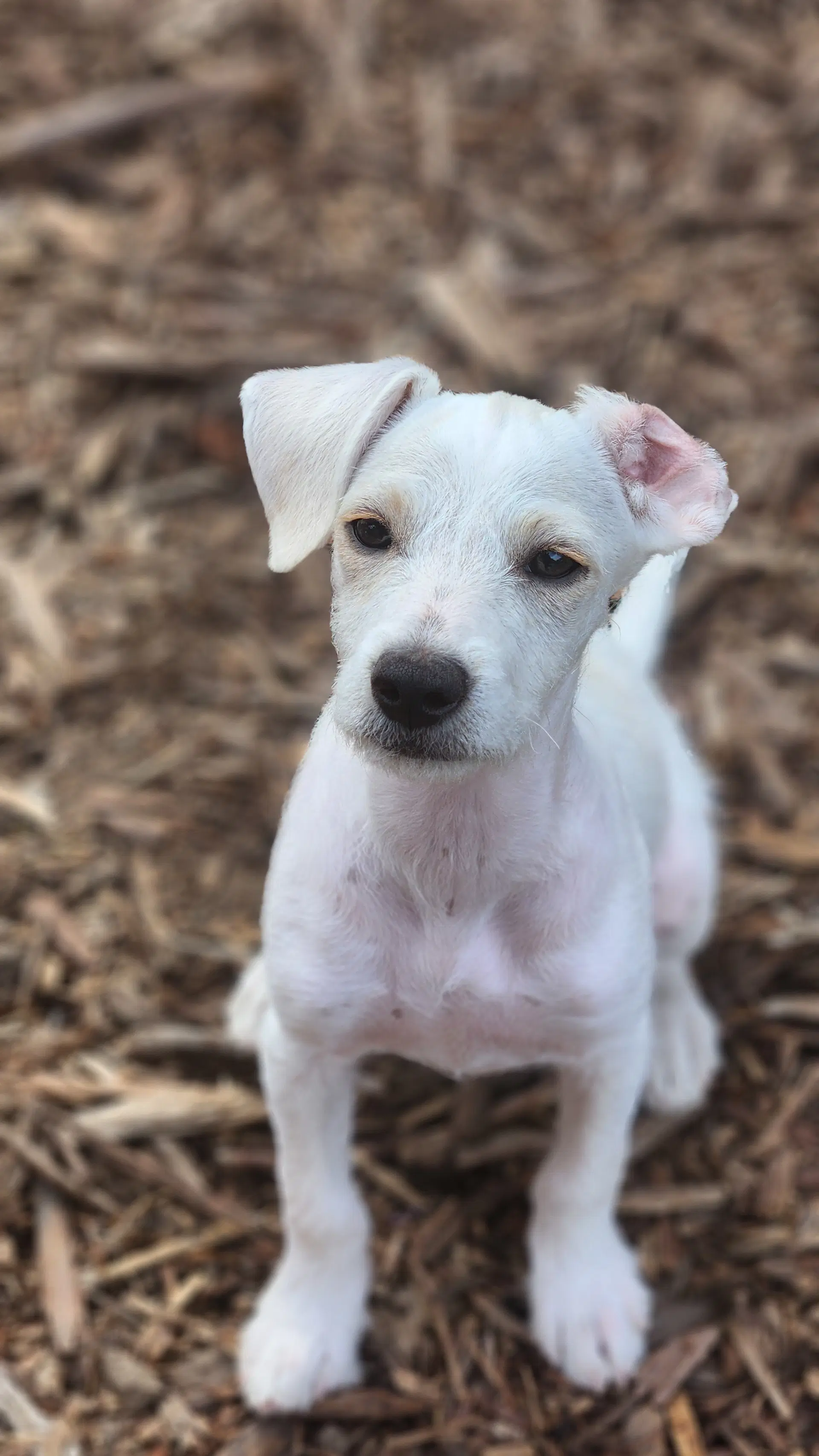 Iris - Terrier