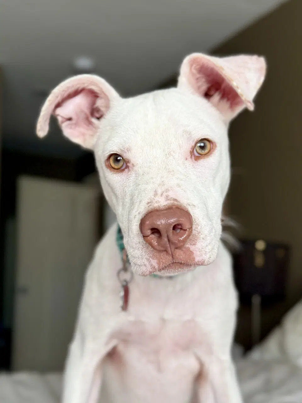 George - pit mix