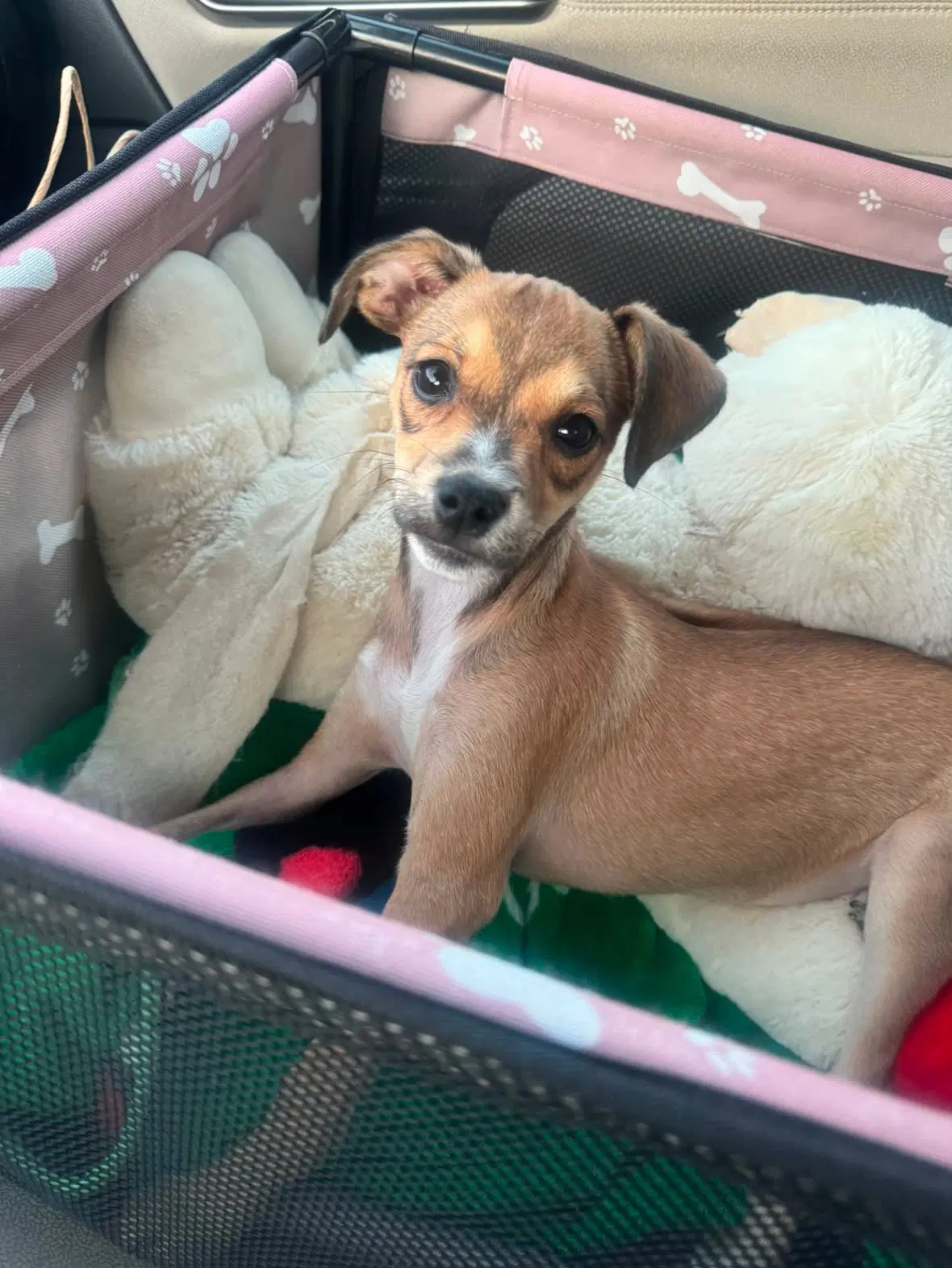 Daisy - Chihuahua