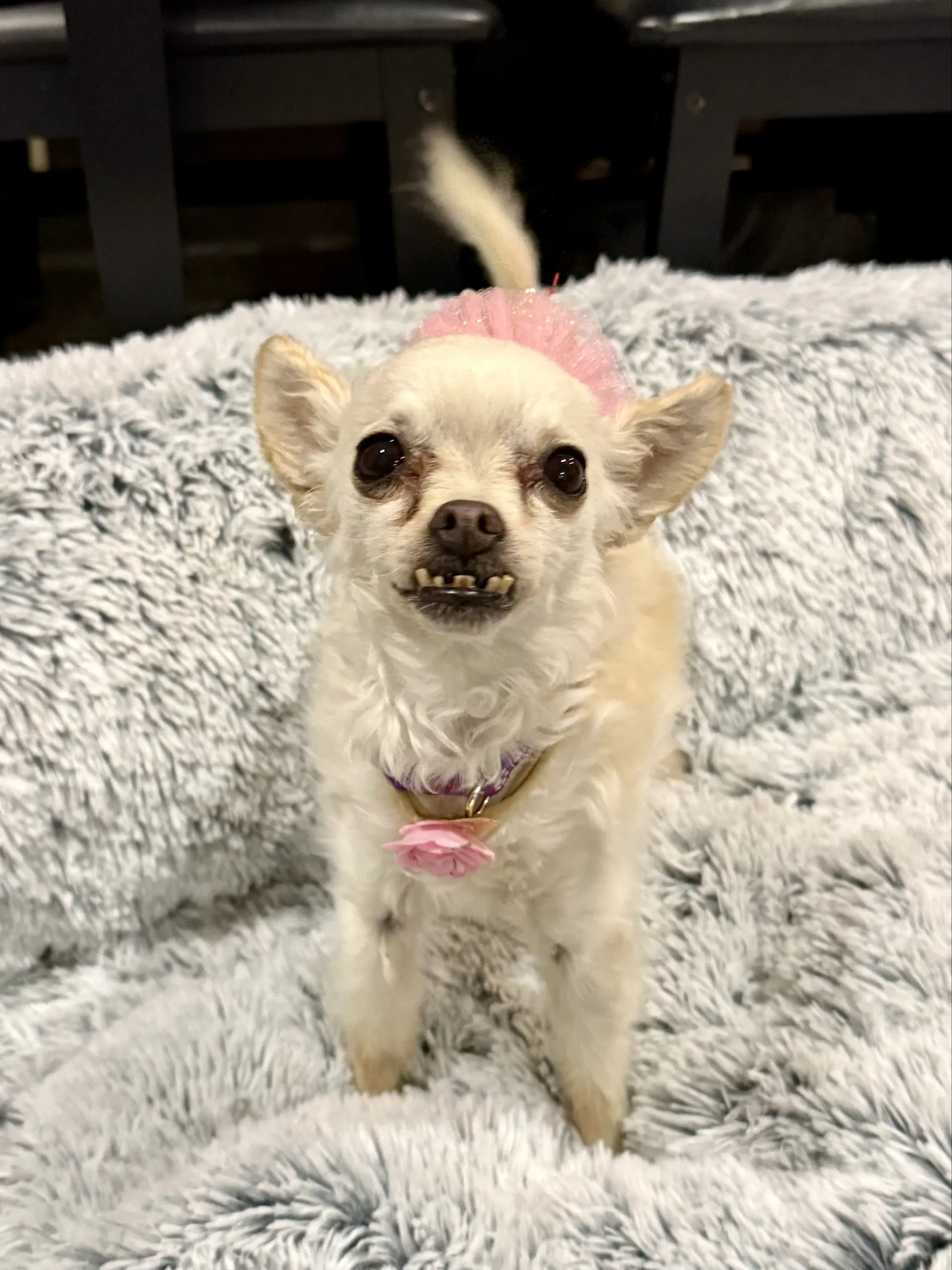 Sophie - chi mix