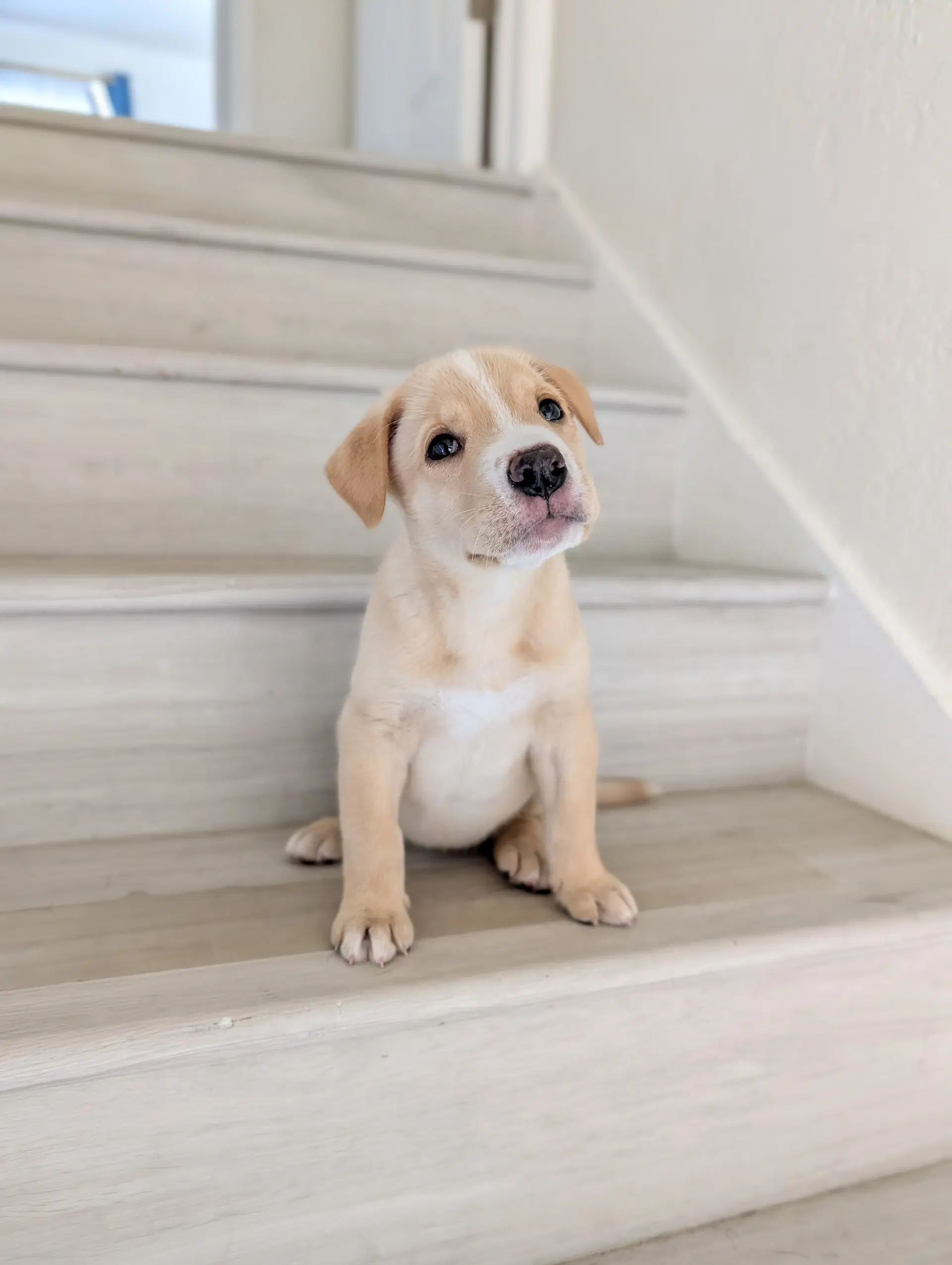 Matilda - pit mix