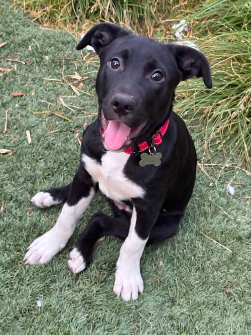 picture of the dog needing adoption