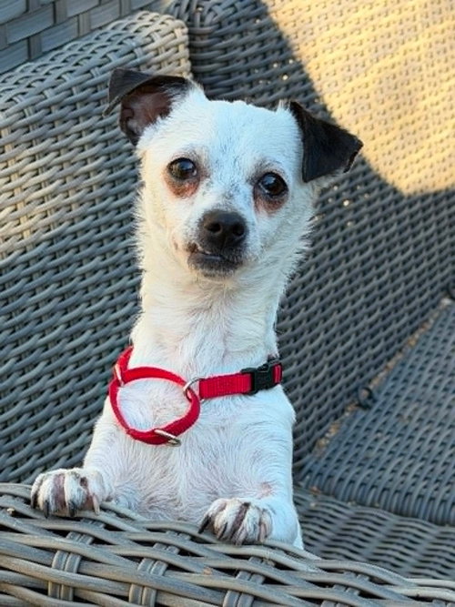 picture of the dog needing adoption