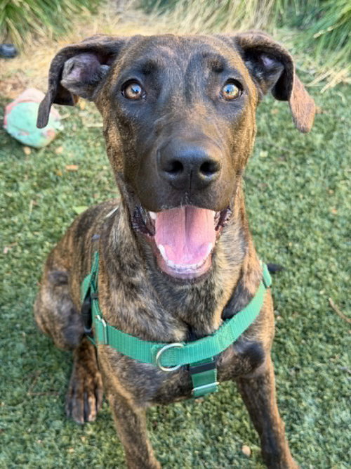 picture of the dog needing adoption