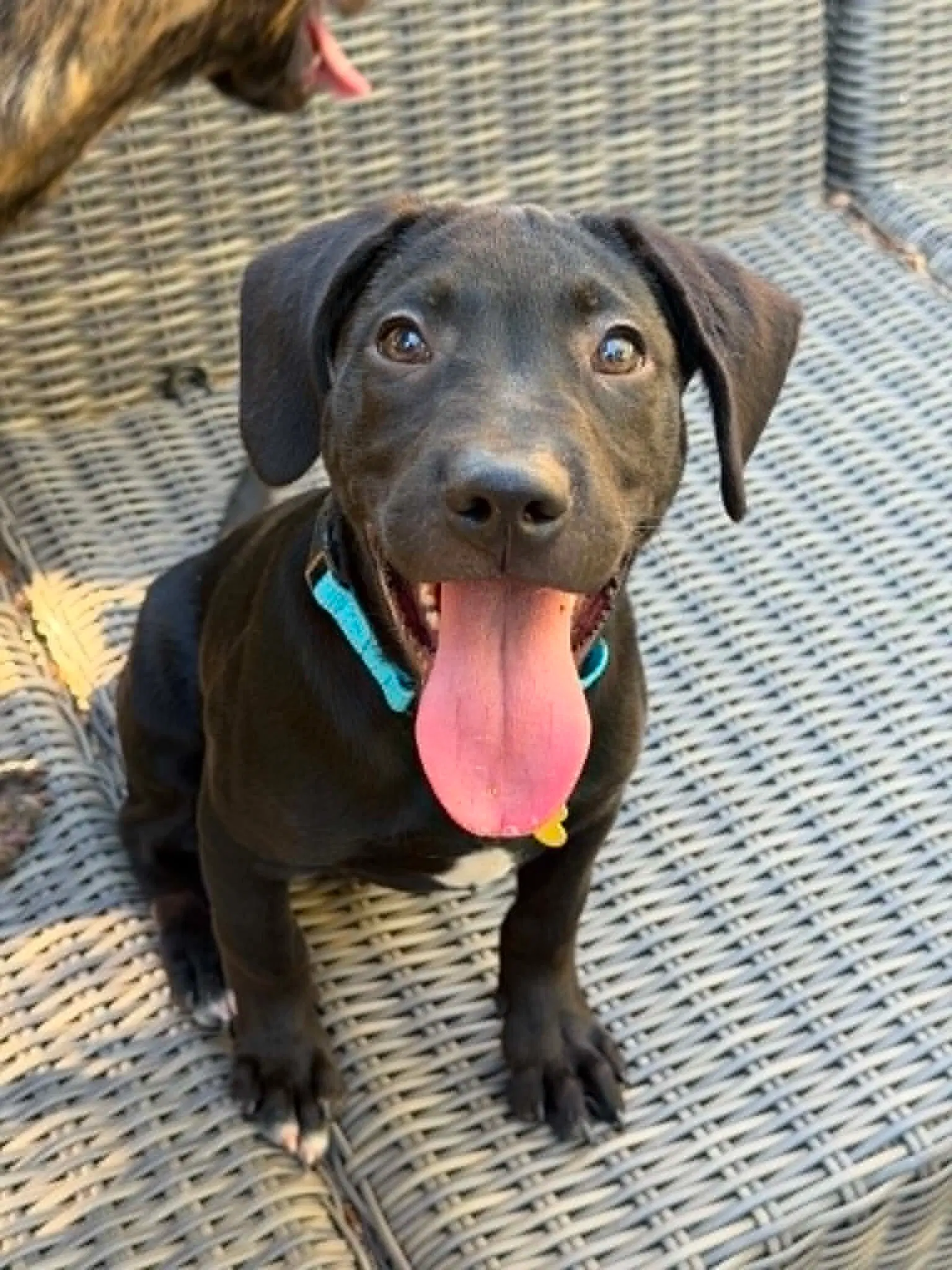 Marty - Lab