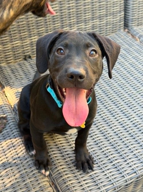 picture of the dog needing adoption