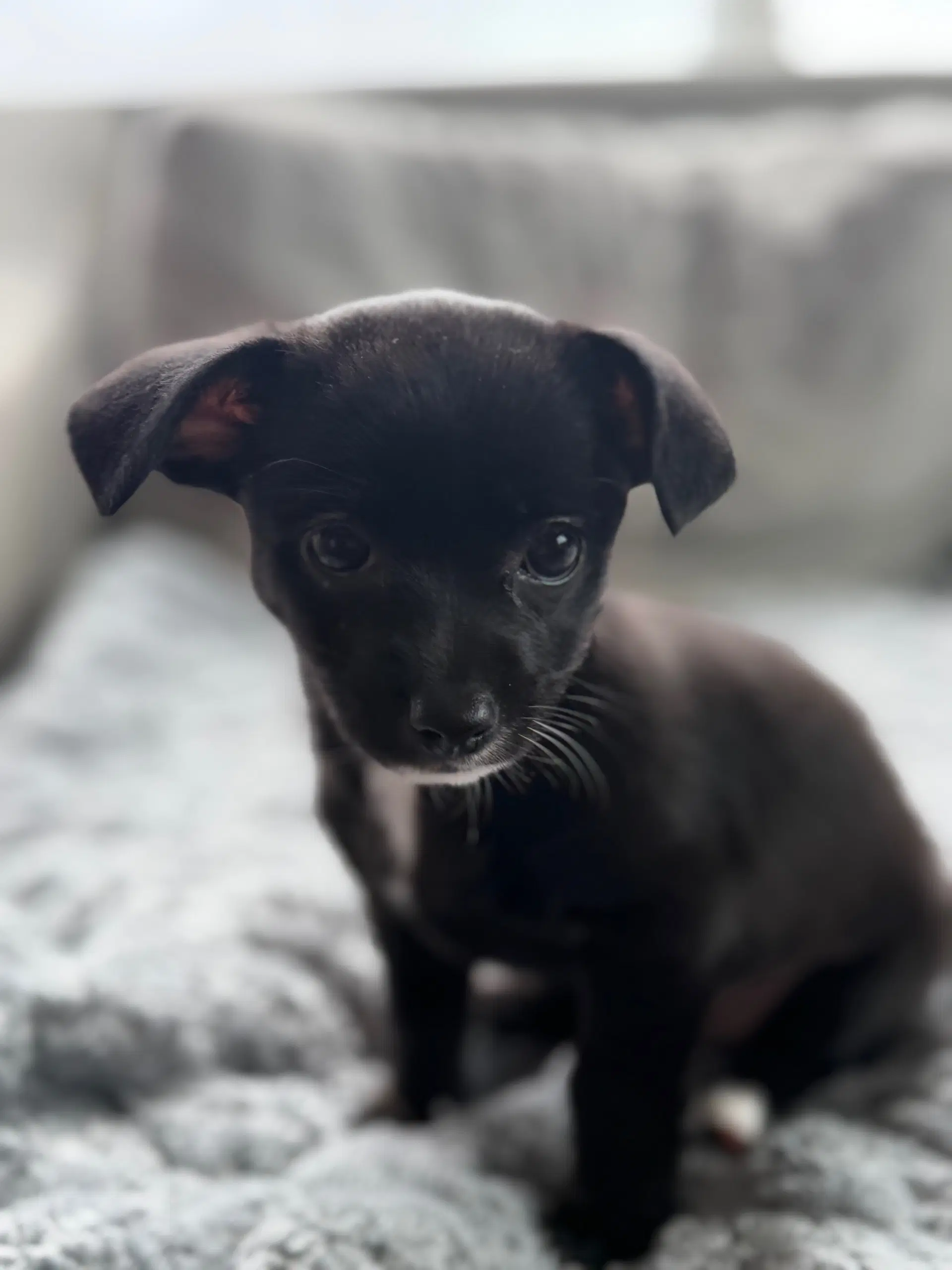 Bella - Chihuahua