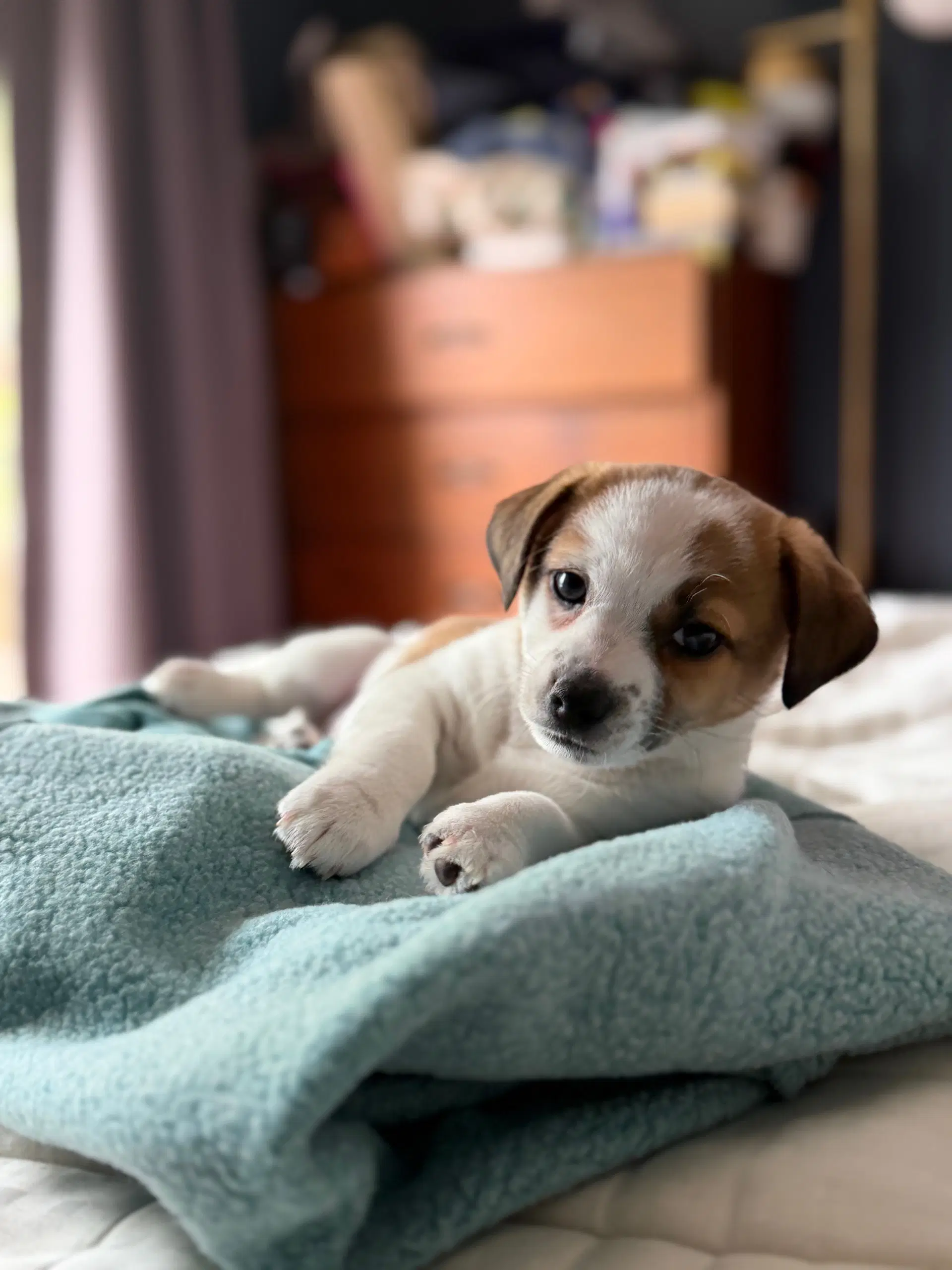Bud - Chihuahua
