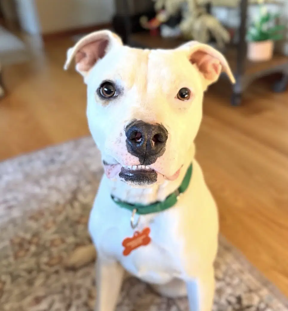 Rowan - Pit Bull Terrier