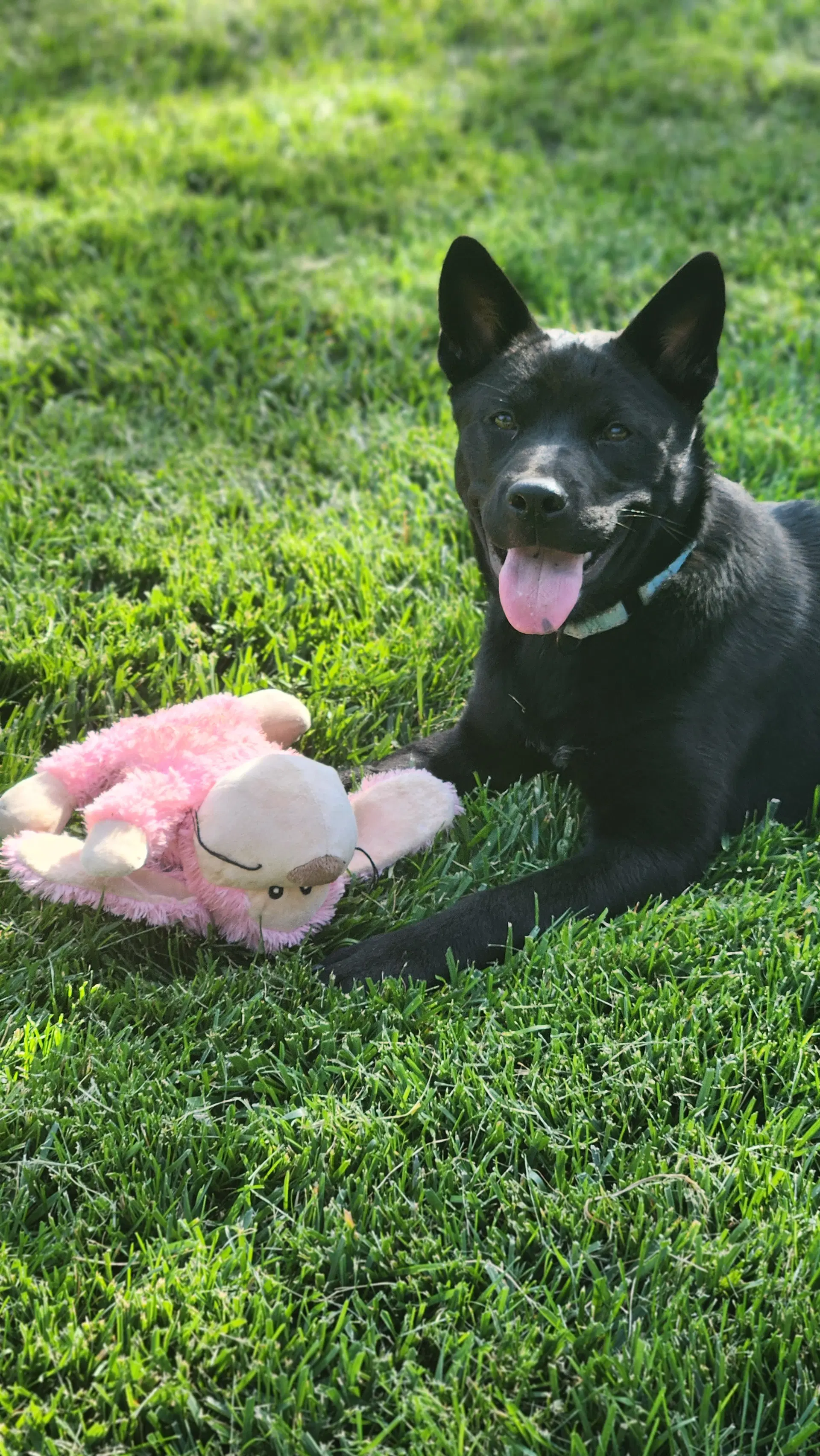 Shenzi - Chow Chow
