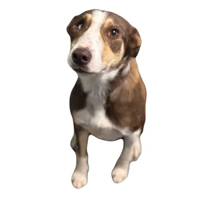 Petra - Border Collie