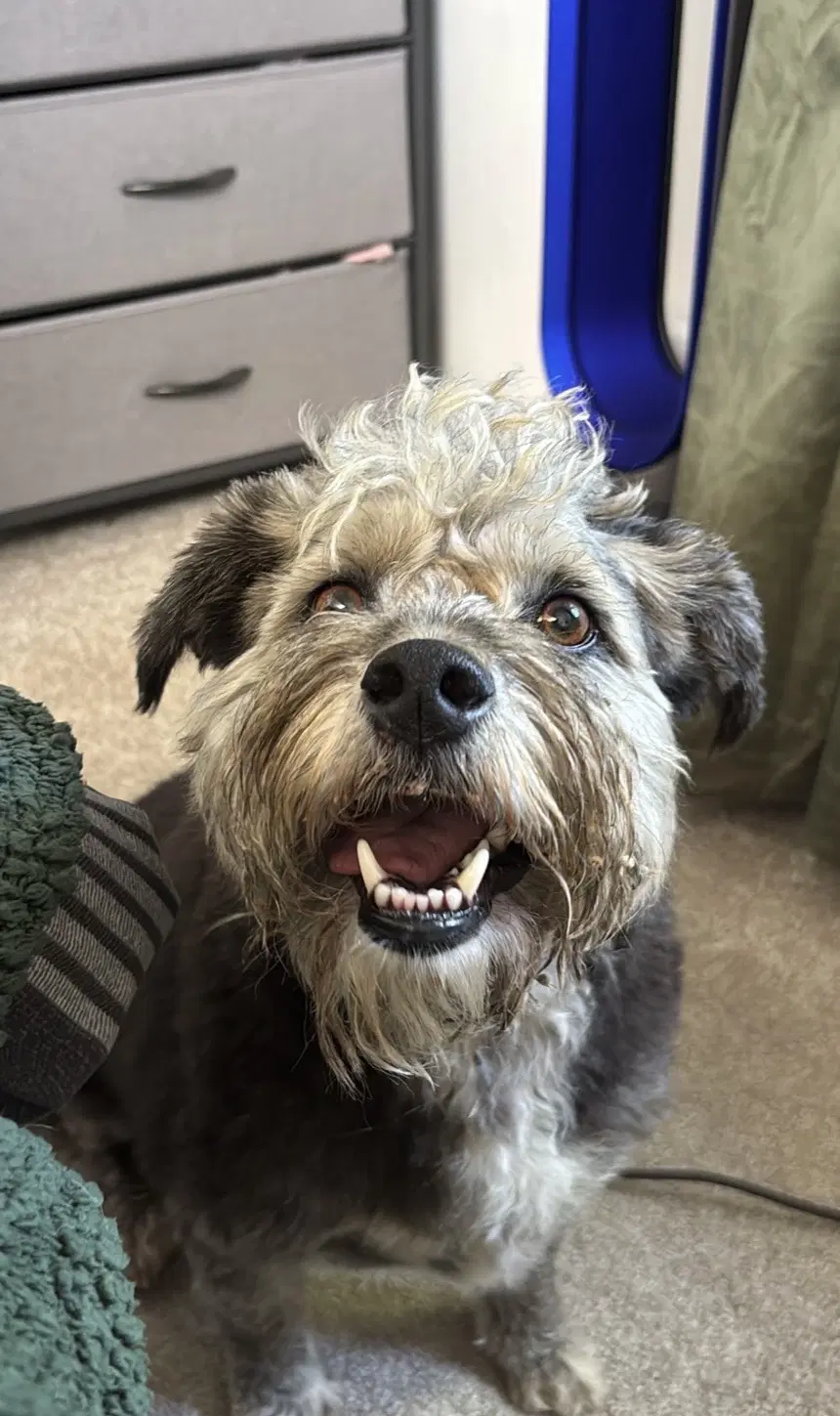 Dusty - Lhasa Apso
