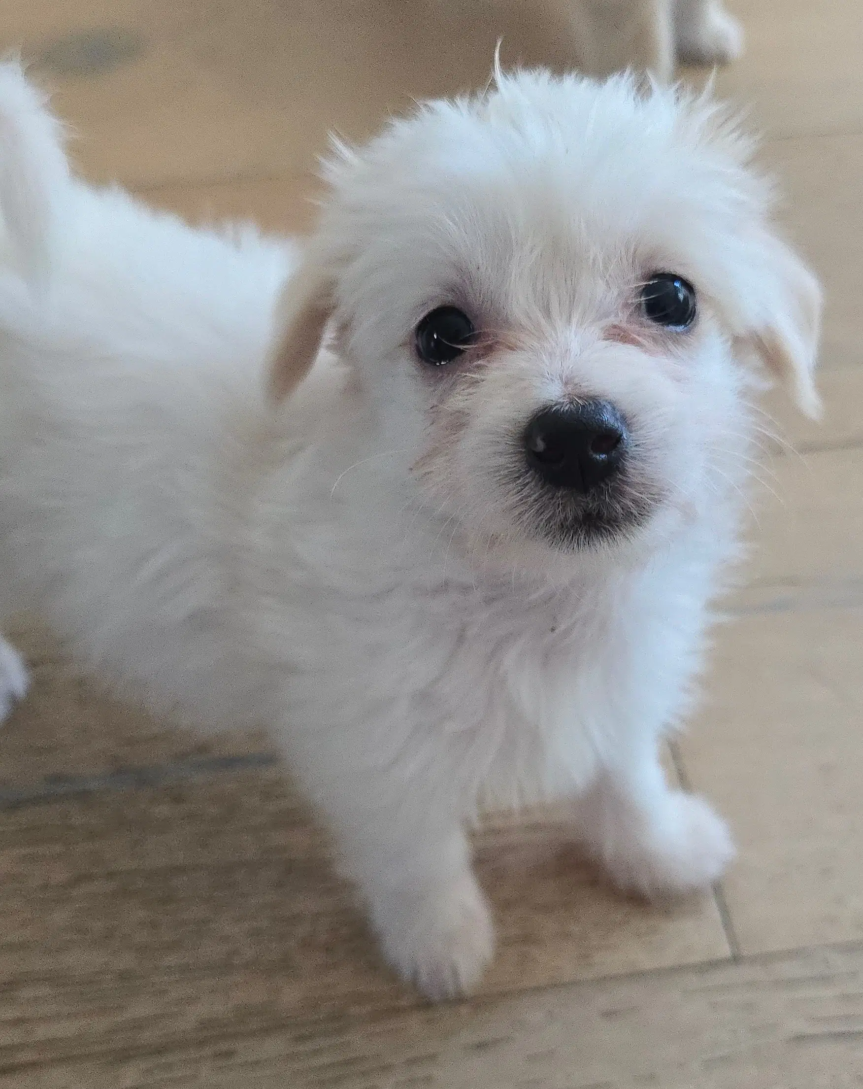 Puff - Maltese