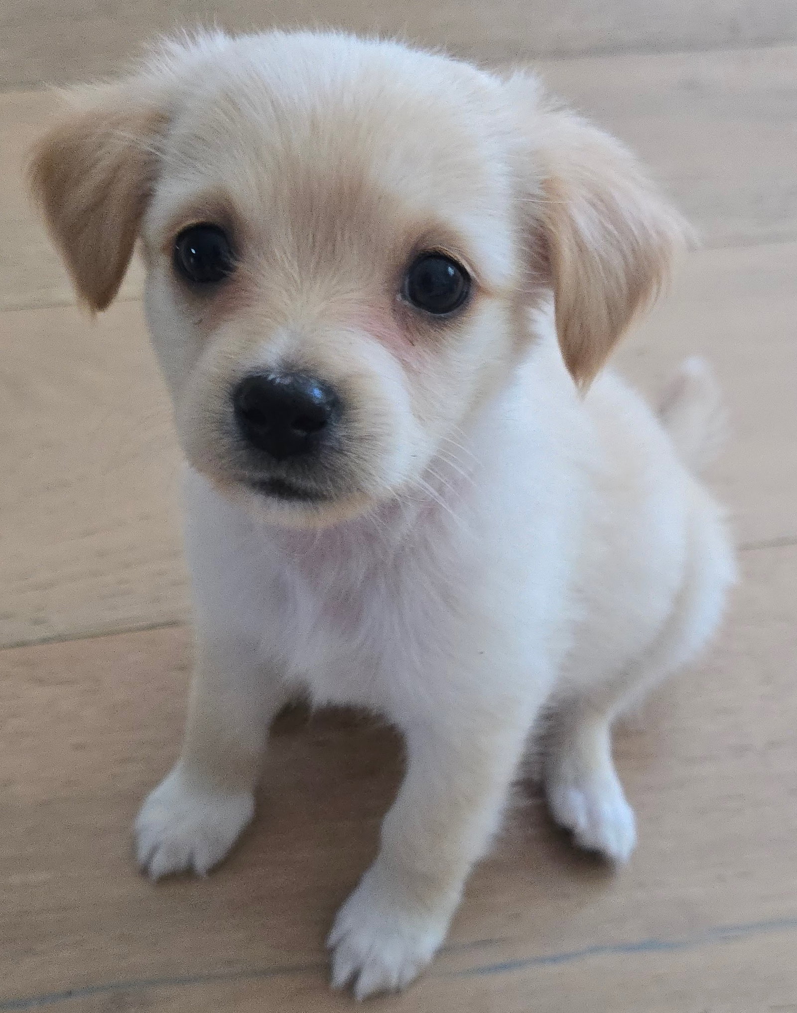 Oscar, Poodle (unknown type)