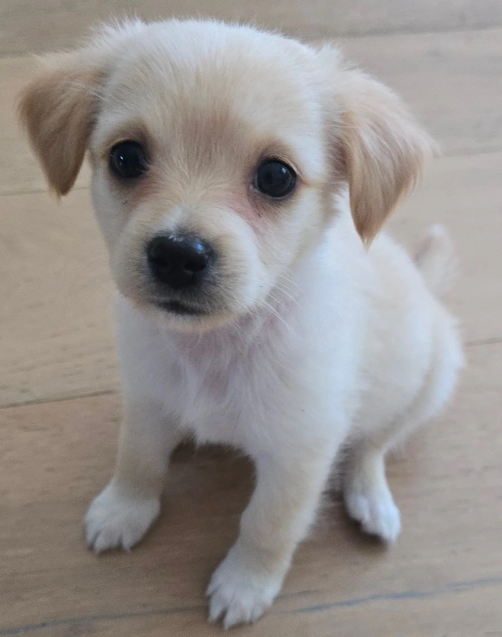 Oscar - Maltese