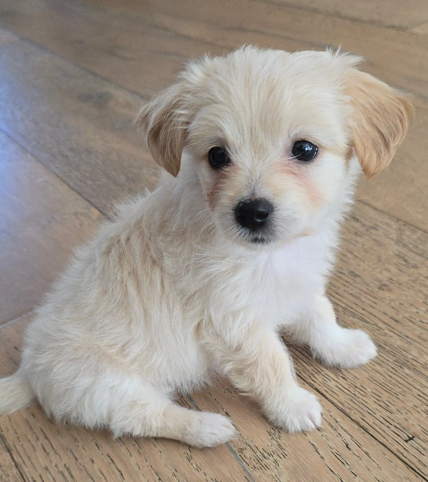 Grace - Maltese
