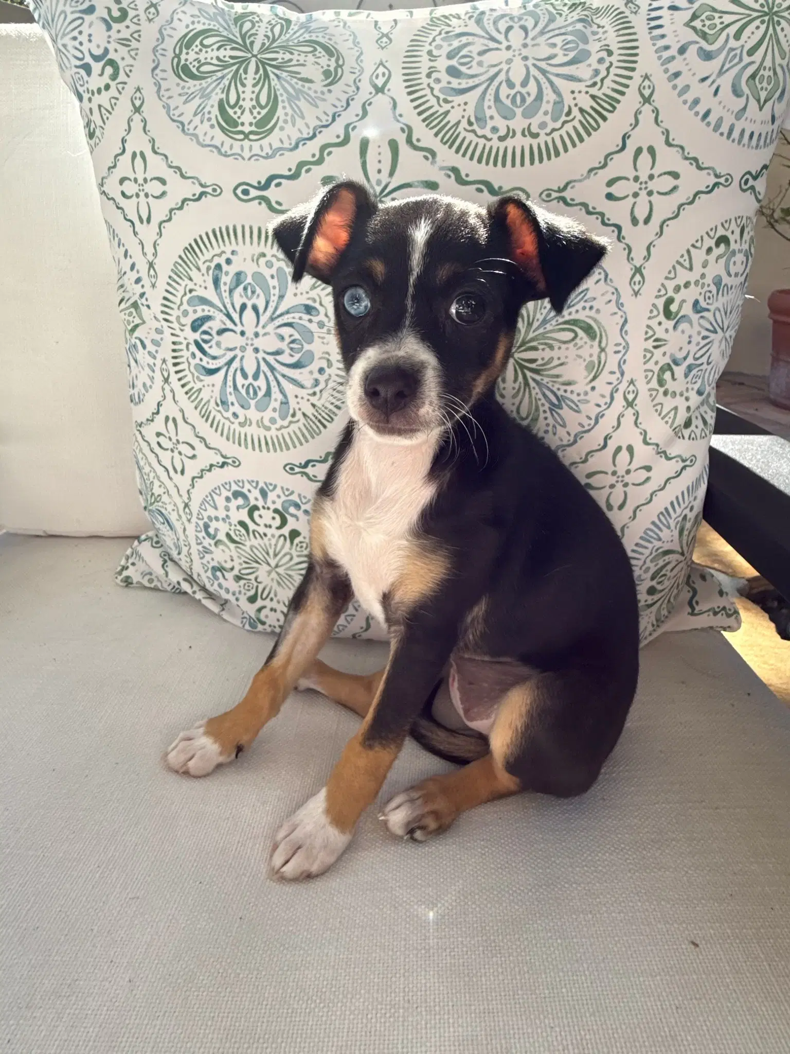 Valerie - Chihuahua