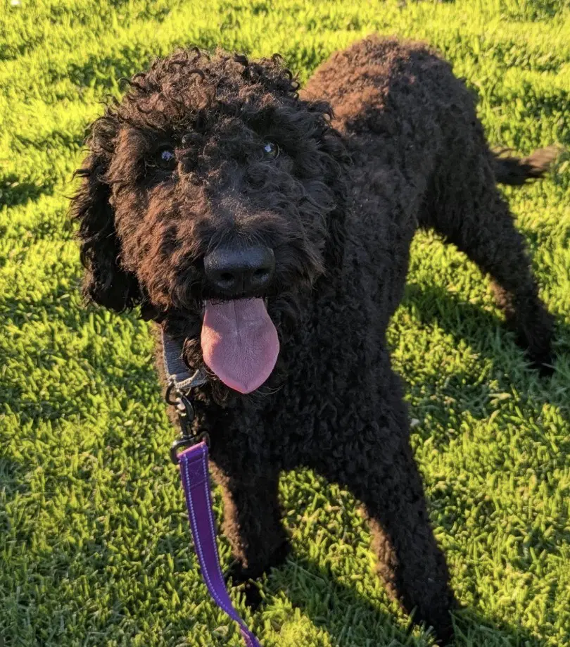 Willow - Poodle (Standard)