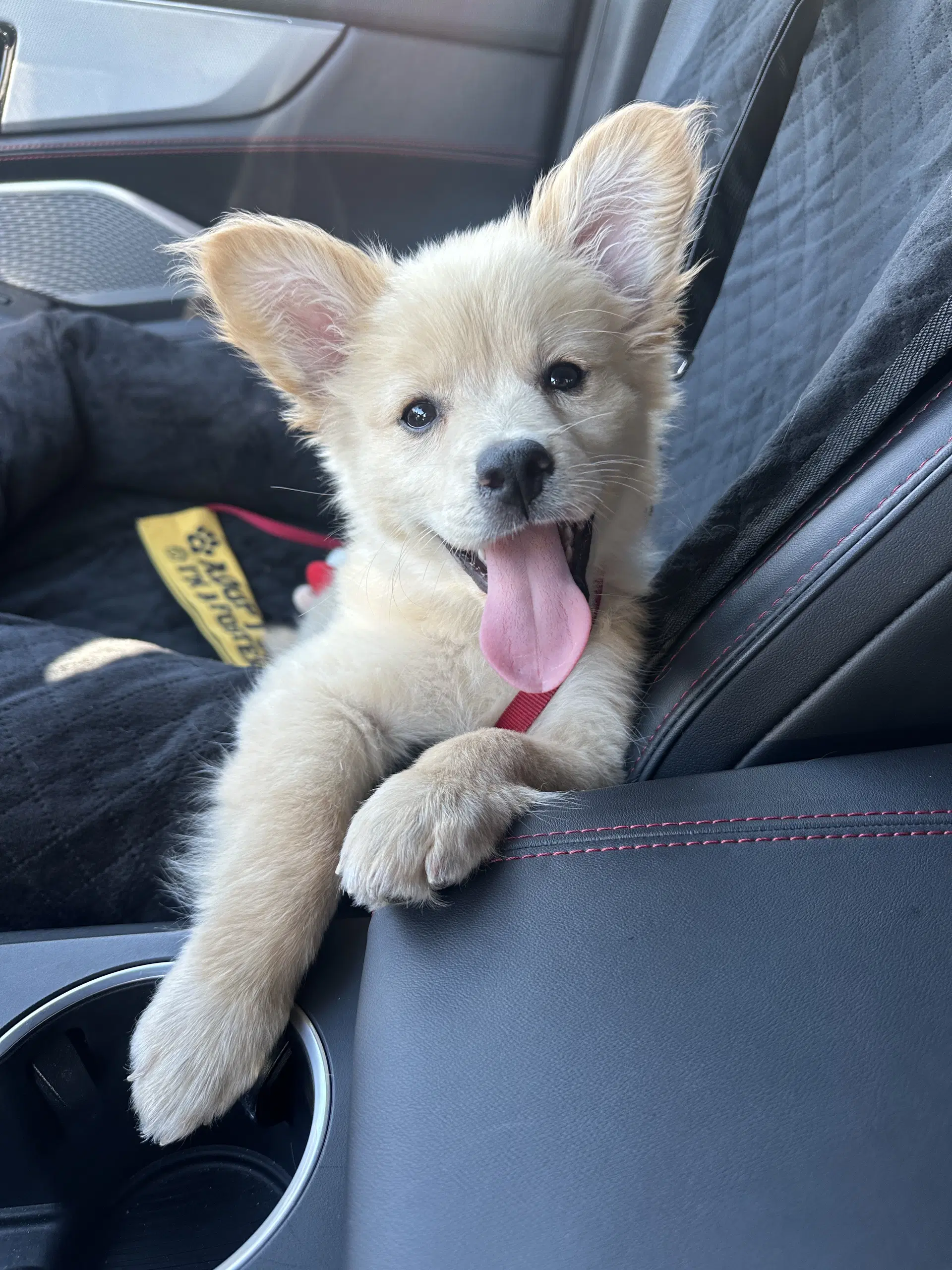 Penny - Australian Shepherd