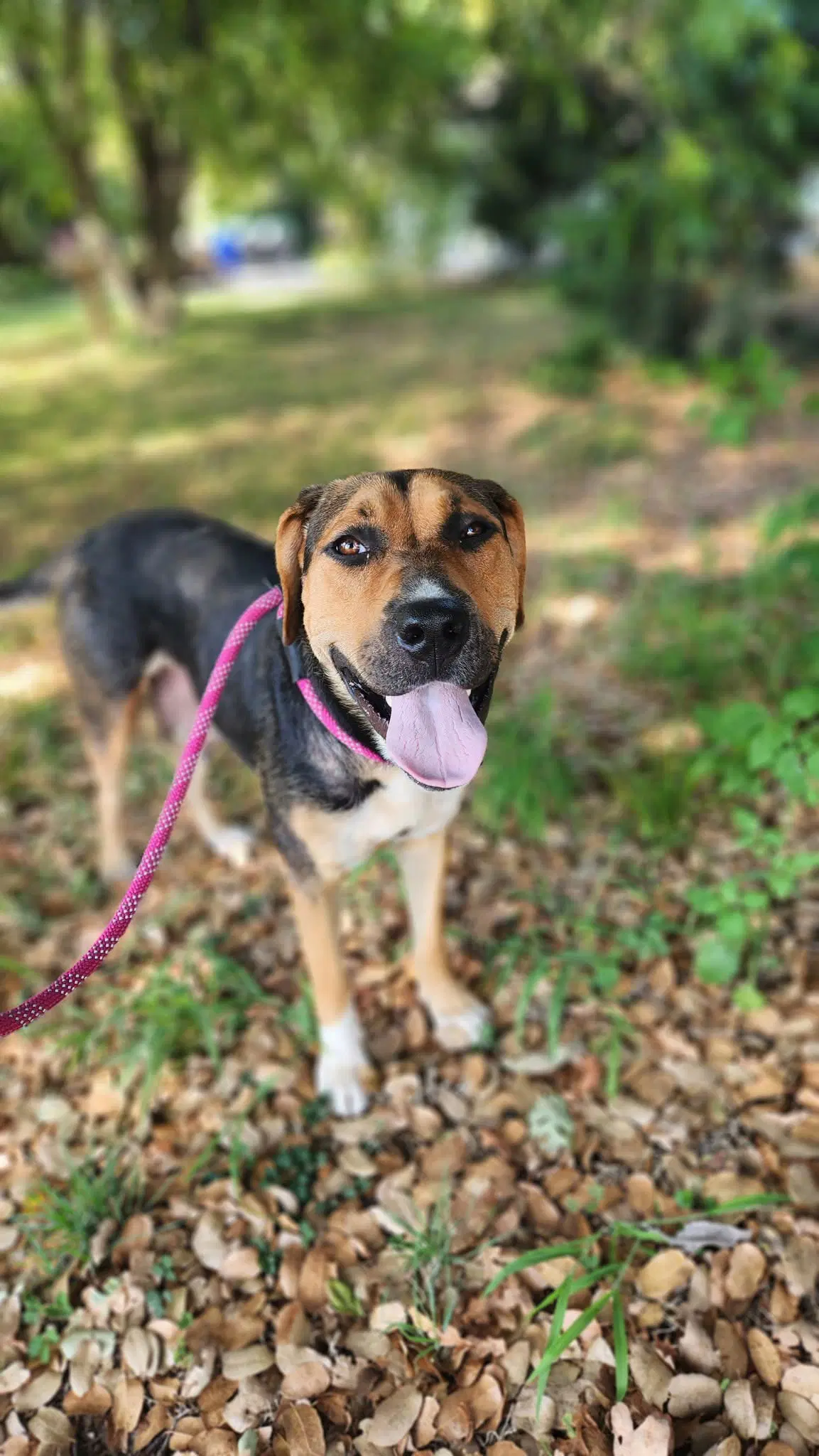 Anne - Hound