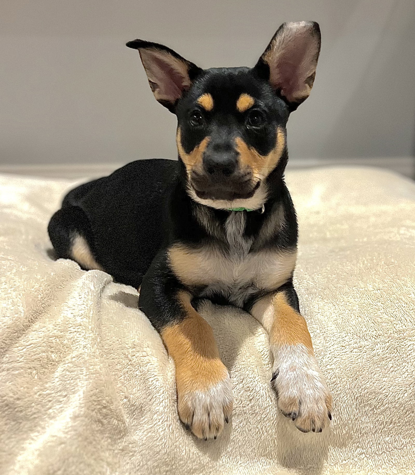 Aspen, Hound