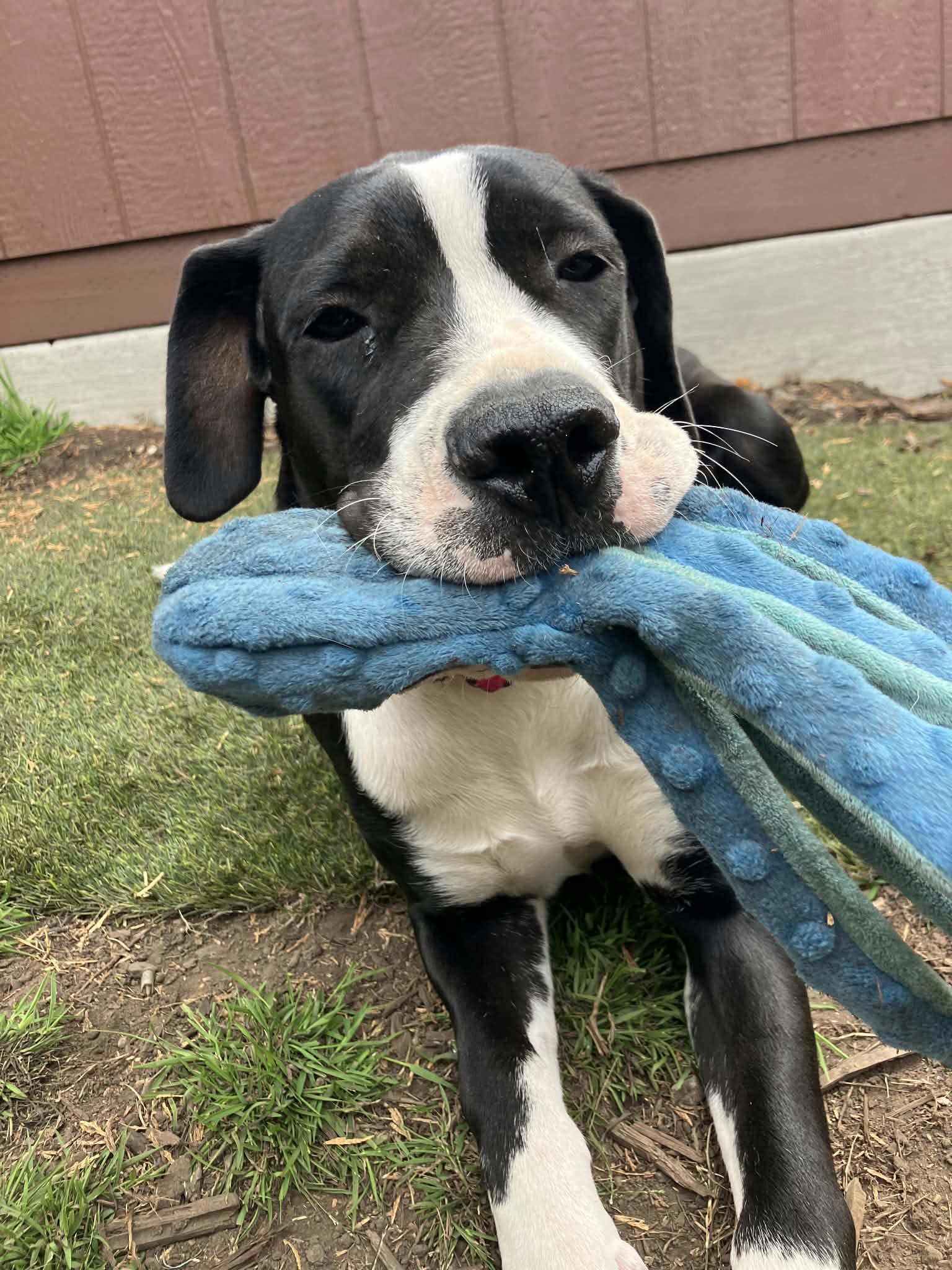Patty - Mastiff