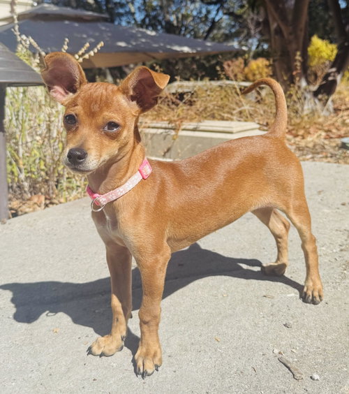 Pippa, Chihuahua / Mixed