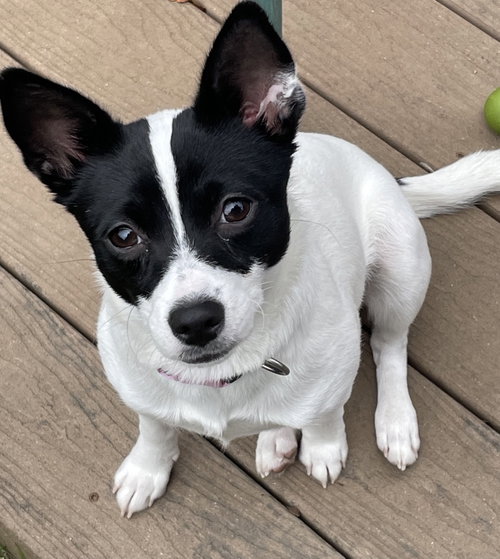 Laverne, Chihuahua / Mixed