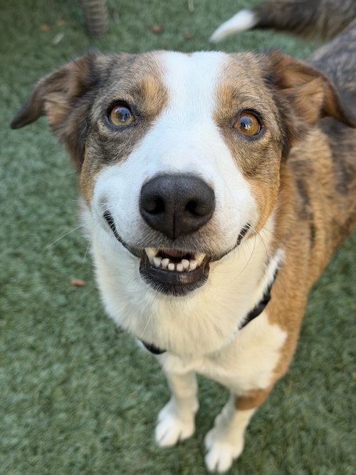 Lady, Border Collie / Mixed