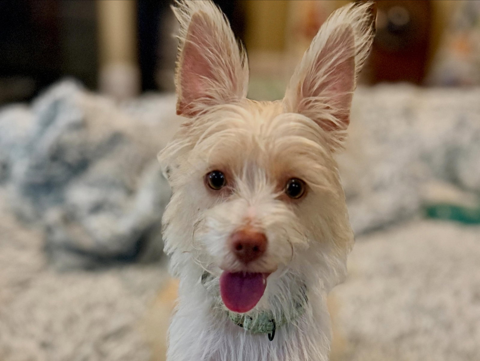 Josie