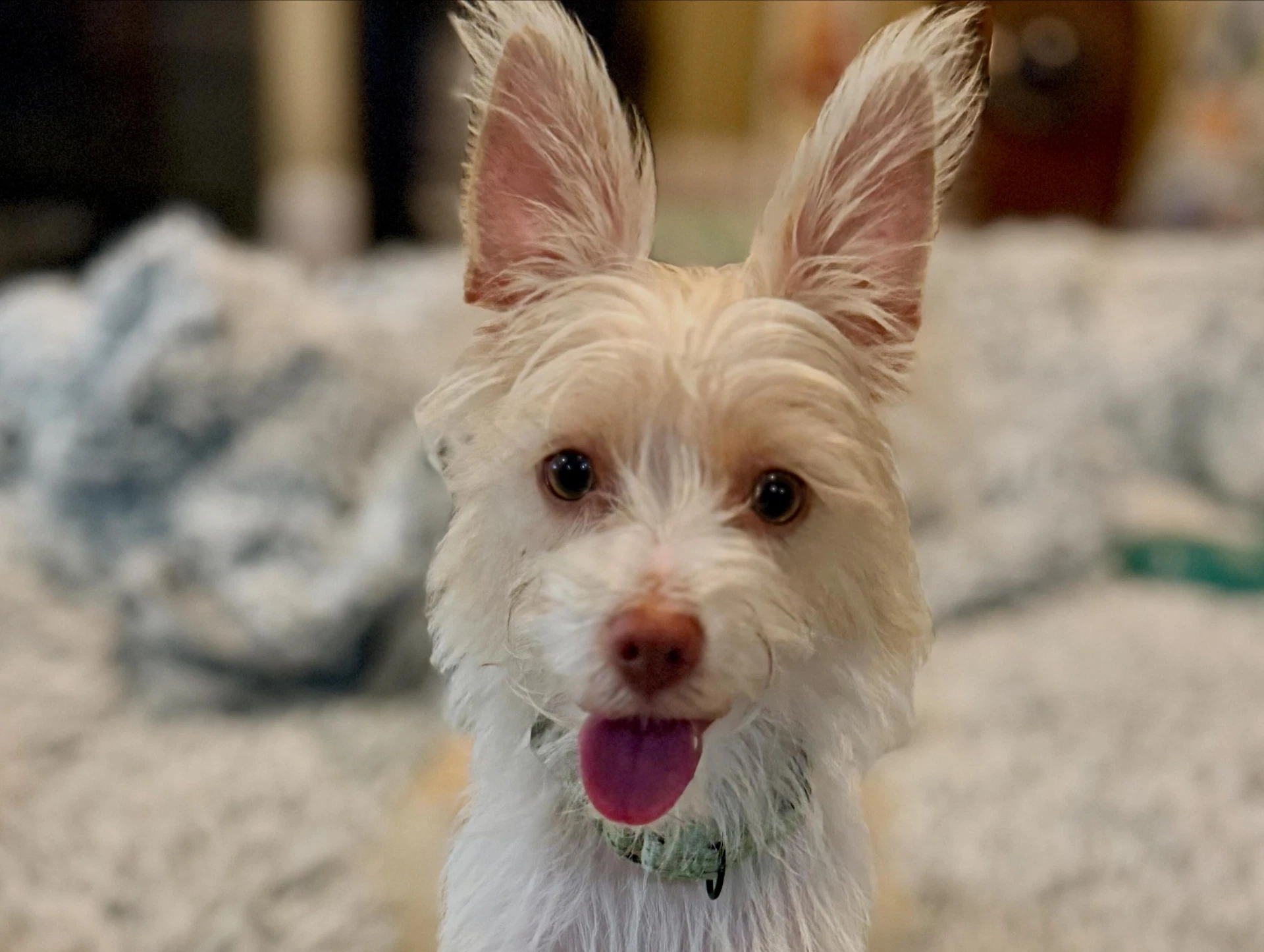Josie