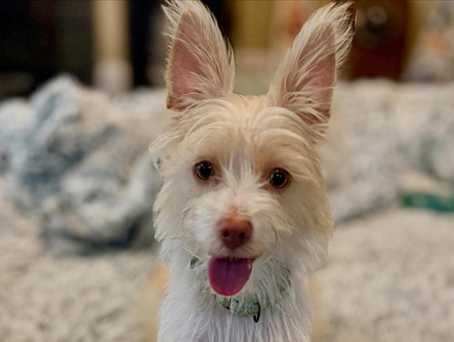 Josie, Terrier / Mixed
