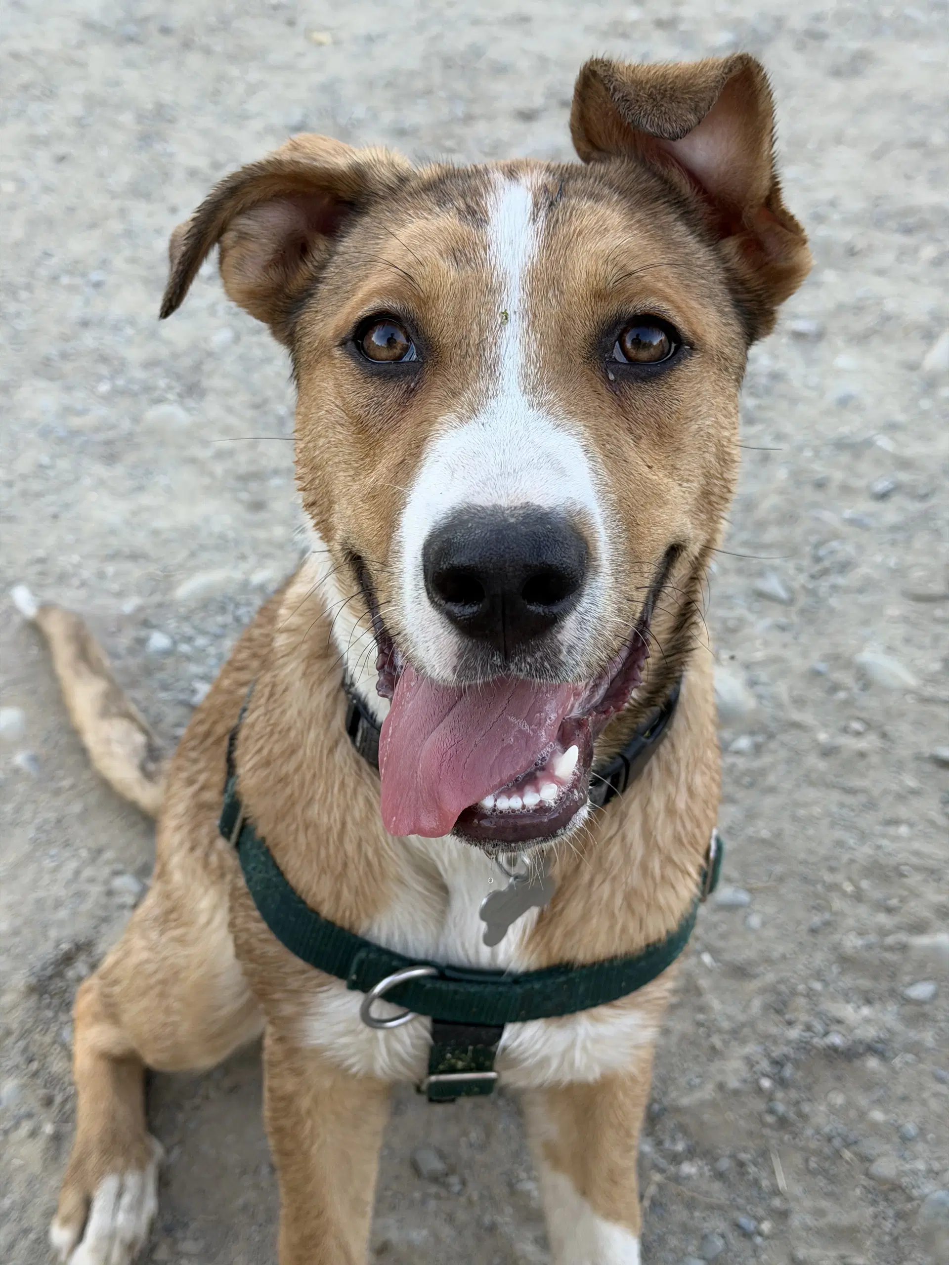 Dezi - Labrador Retriever