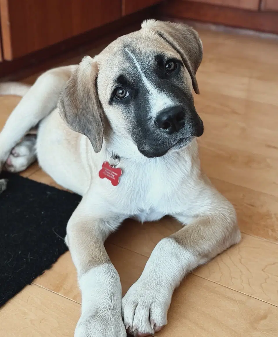 Duke - Anatolian Shepherd