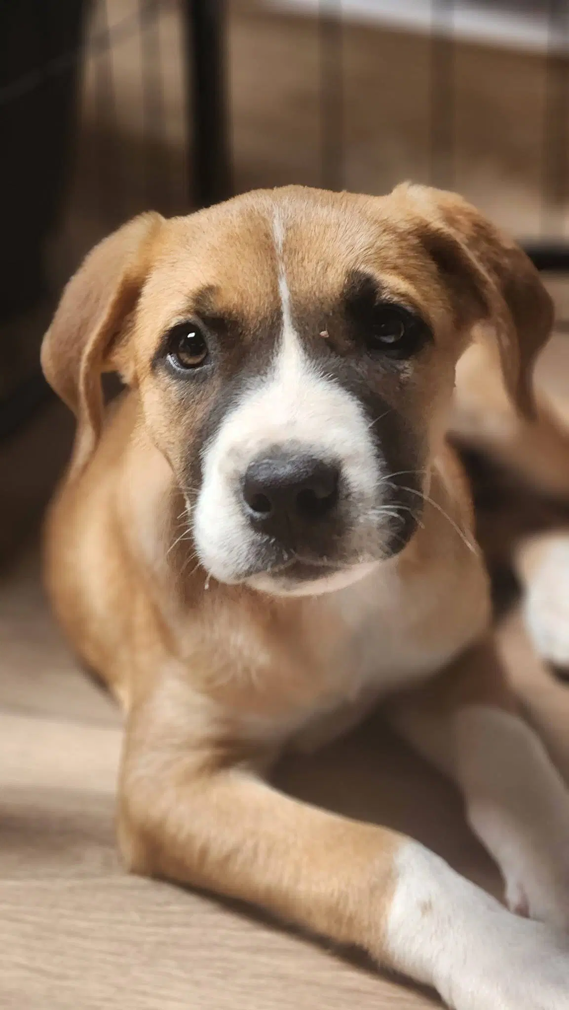 Xena - Anatolian Shepherd