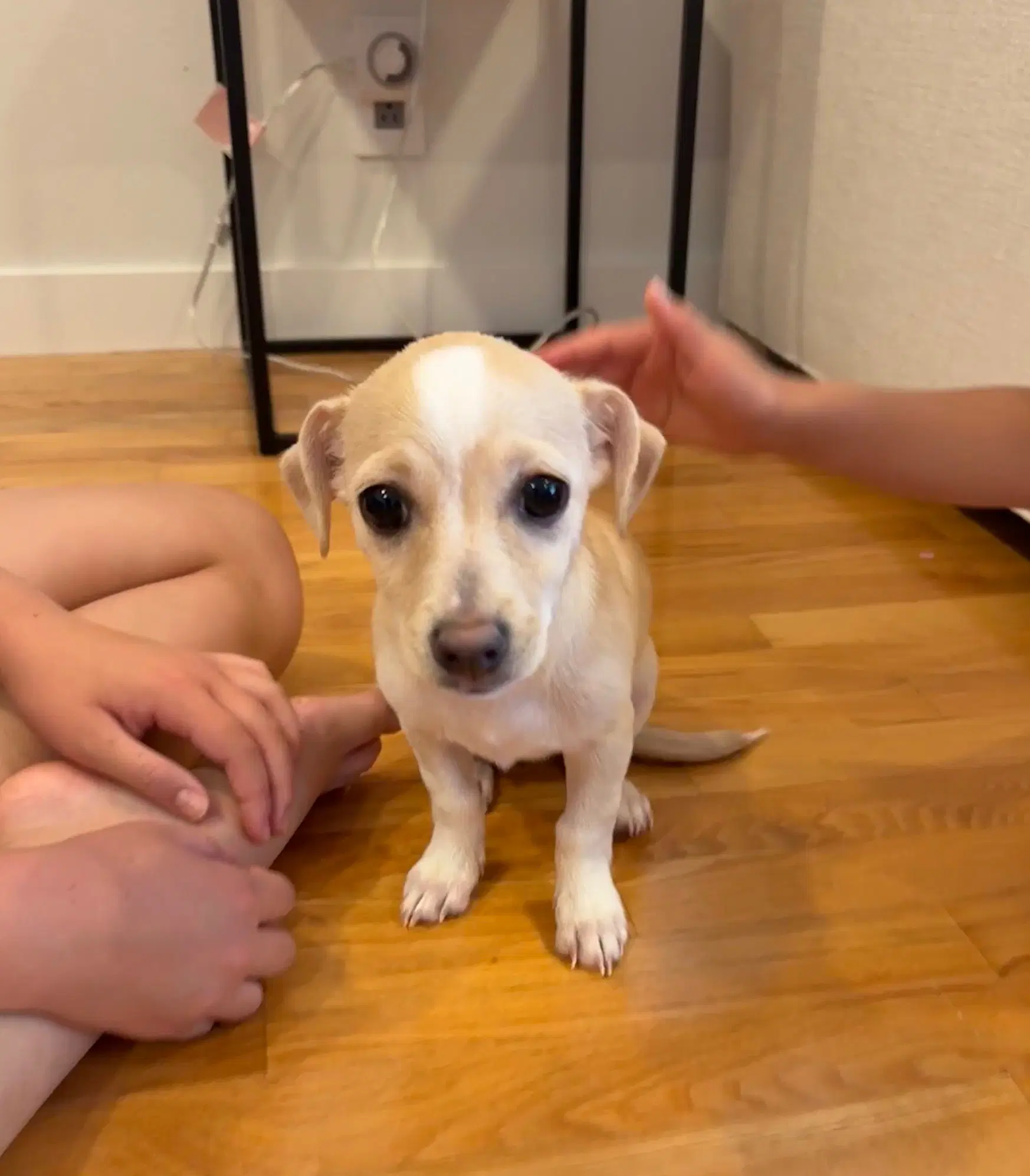 Poppy - Chihuahua