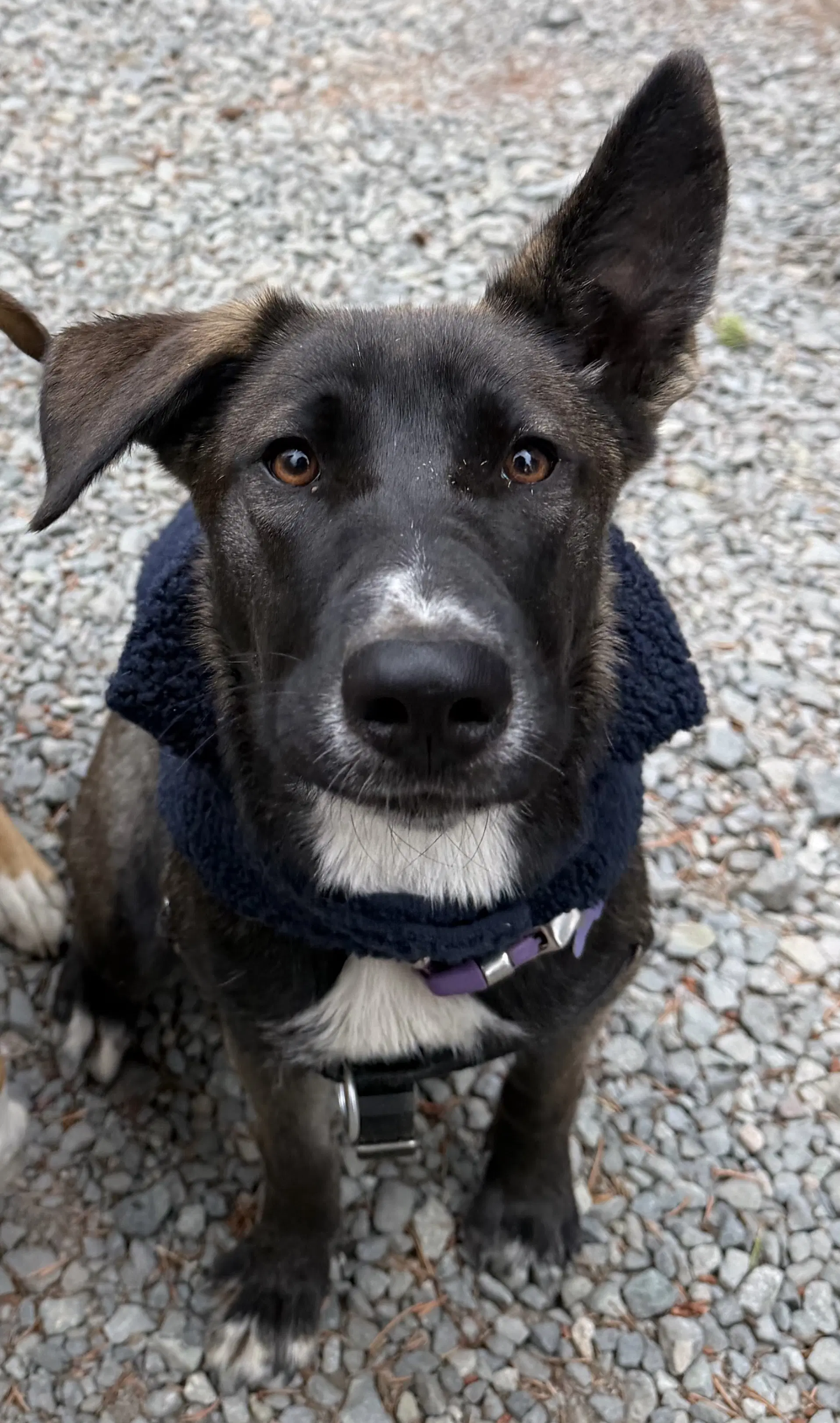 Raven - Terrier